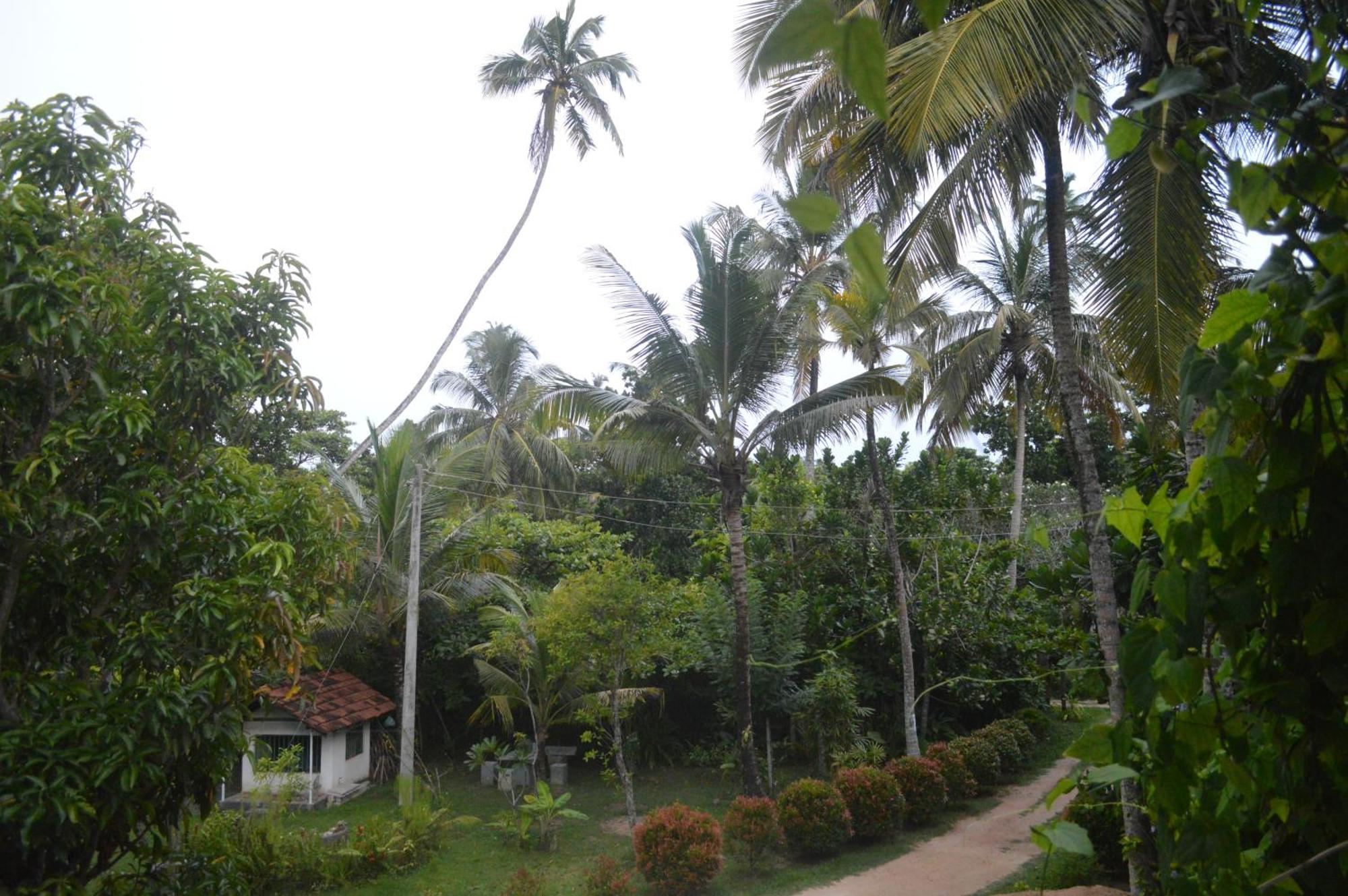 Отель Coconut Grove - Мидигама-Ист Экстерьер фото